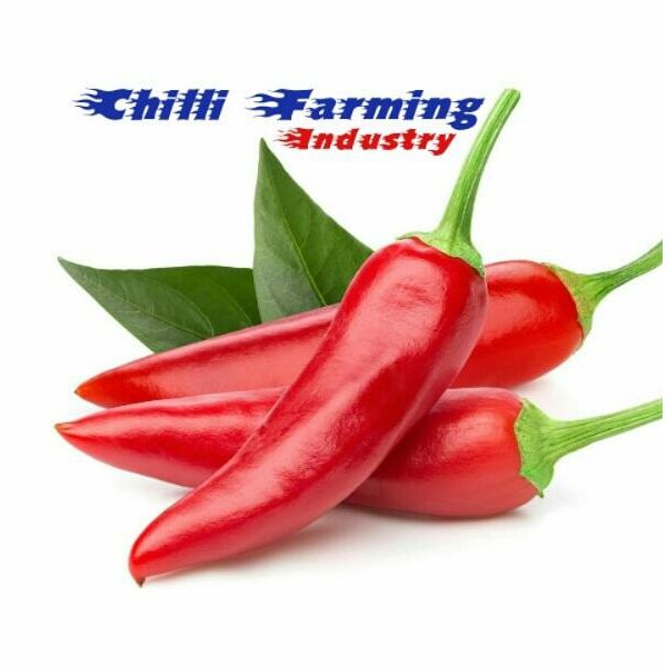 Chilli Farming Industry PBC