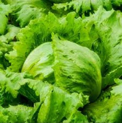 Lettuce