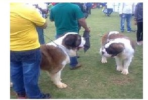 Dog and the dog handler 