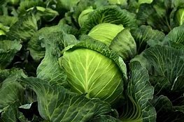 Cabbage