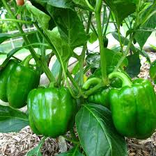 Green pepper 