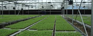 Seedling production 