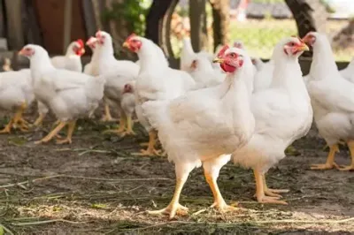Chicken