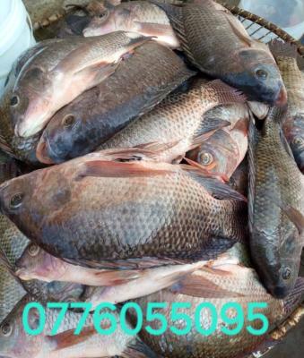900g-1.3kgs each